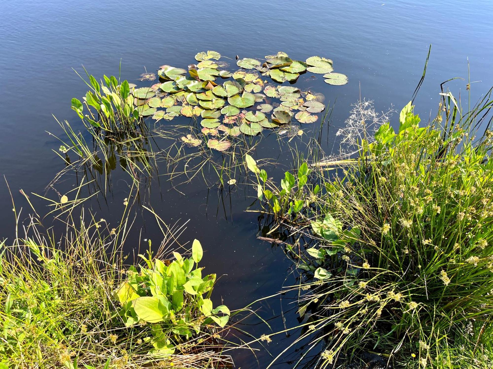 Landzicht Natuur Rust En Ruimte Oosterwolde  Luaran gambar